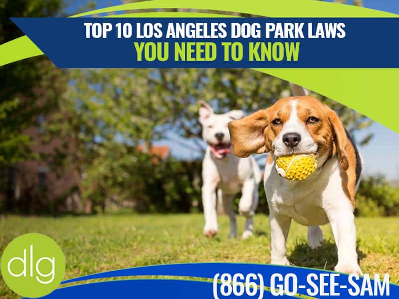 Two dogs play in a grassy park; one dog carries a yellow ball. Text overlay reads "Top 10 Los Angeles Dog Park Laws You Need to Know" with a phone number and 'dlg' logo.