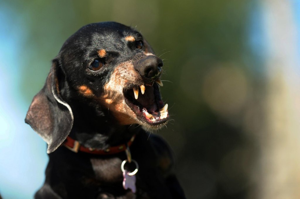 Dog Bite