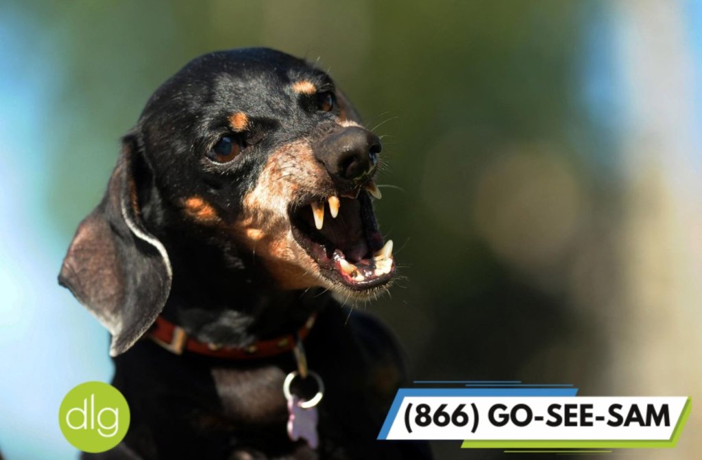 Dog Bite